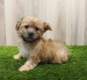Morkie