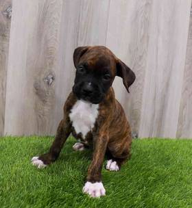 Boxer