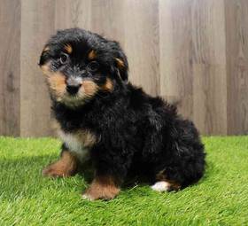 Mini Aussiedoodle