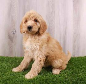 Mini Goldendoodle