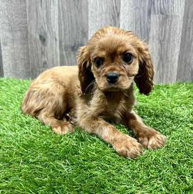 Cavalier King Charles Spaniel