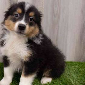Miniature Australian Shepherd