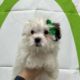 Havanese
