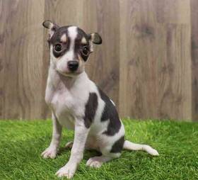 Chihuahua