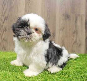 Shih Tzu