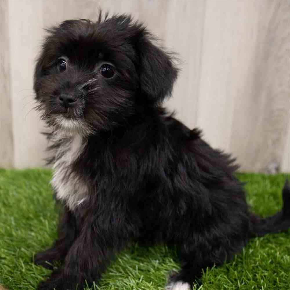 Black morkie sales for sale