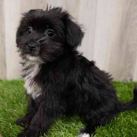 Morkie