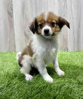 Papillon