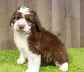 Mini Aussiedoodle