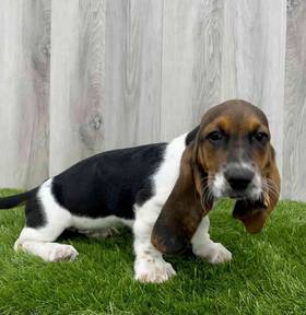 Basset Hound
