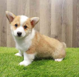 Pembroke Welsh Corgi