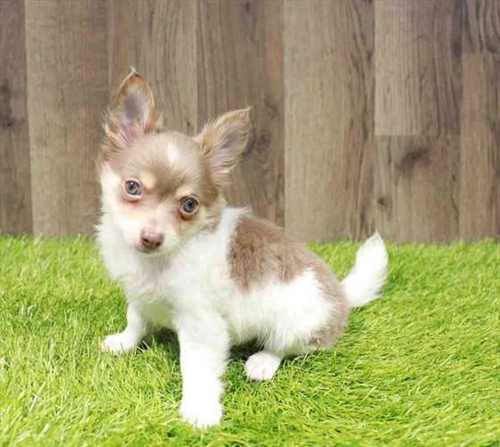 Chihuahua Puppy for sale Pet Zone Albany