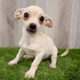 Chiweenie