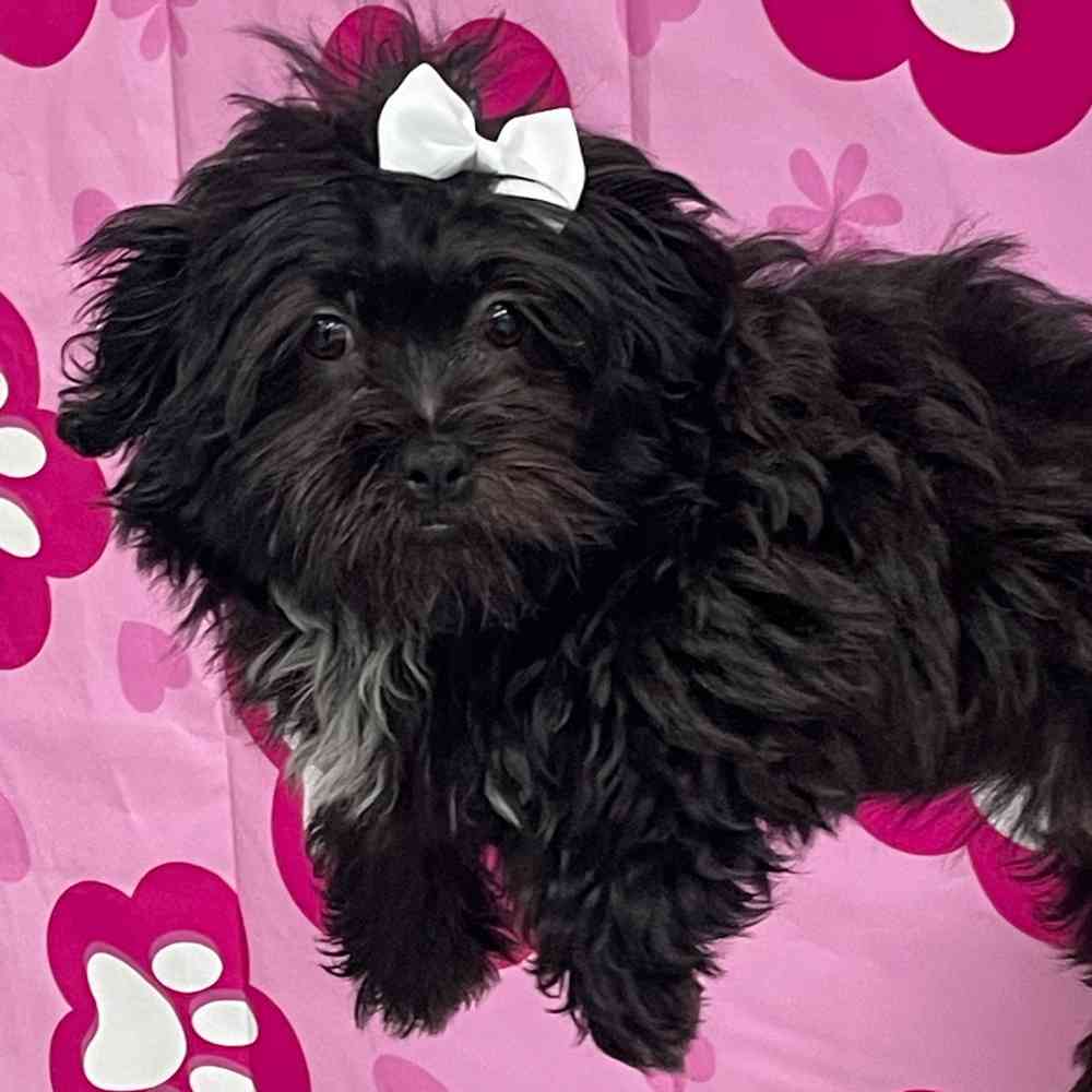 Teddy Bear Puppy for sale Pet Zone Queensbury