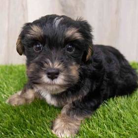 Yorkie