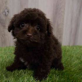 Yorkie-Poo