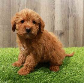 Goldendoodle Mini 2nd Gen