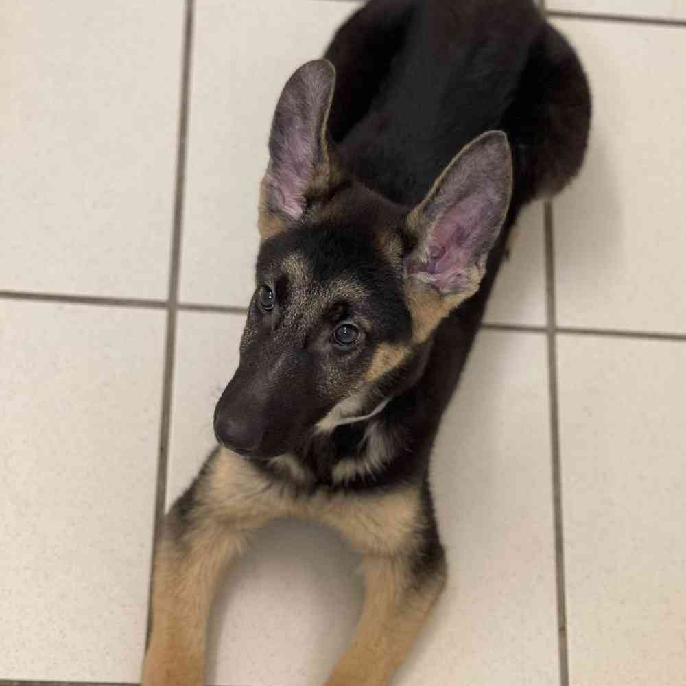Female German Shepherd Dog Puppy for sale