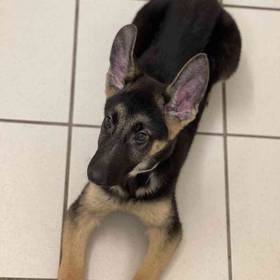 German Shepherd Dog
