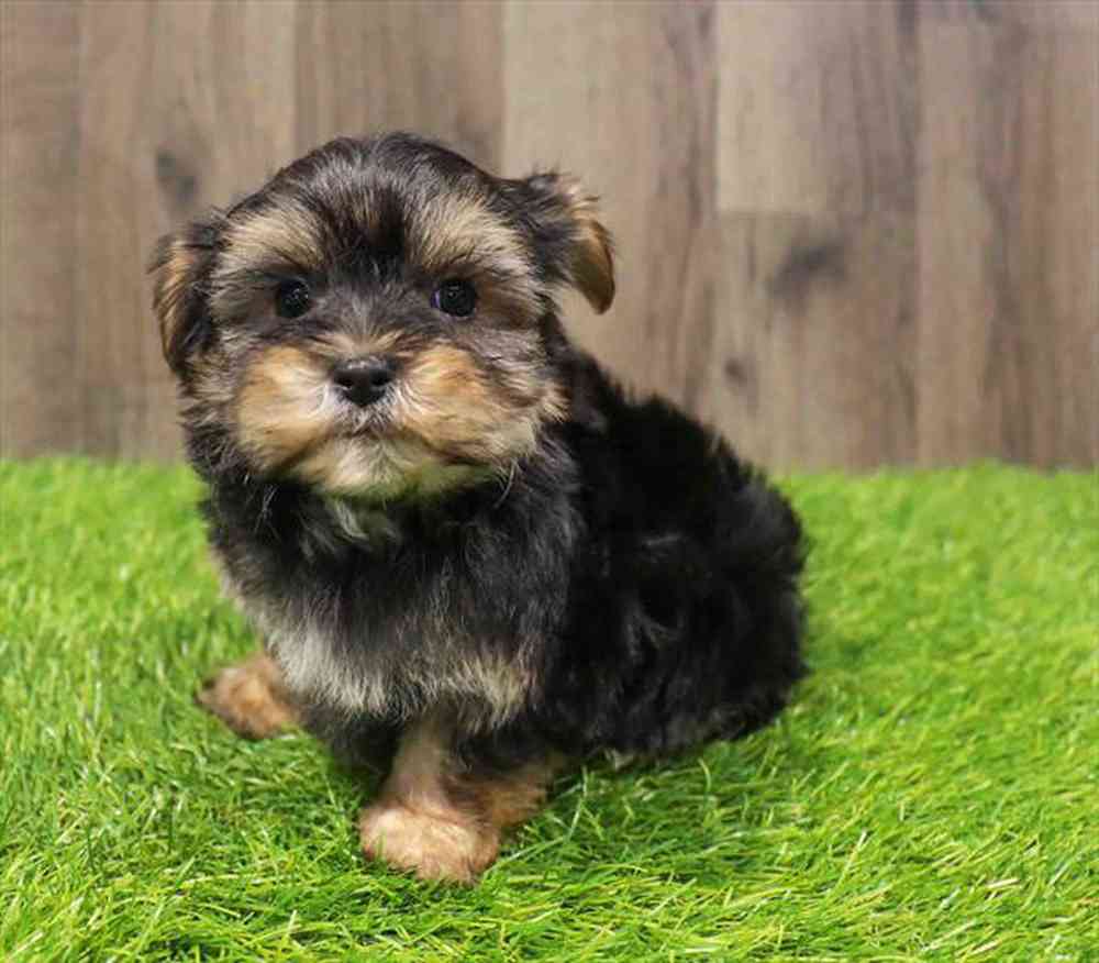 Morkie Puppy for sale Pet Zone Poughkeepsie