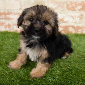 Morkie