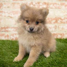 Pomeranian
