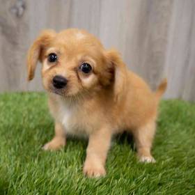 Chiweenie