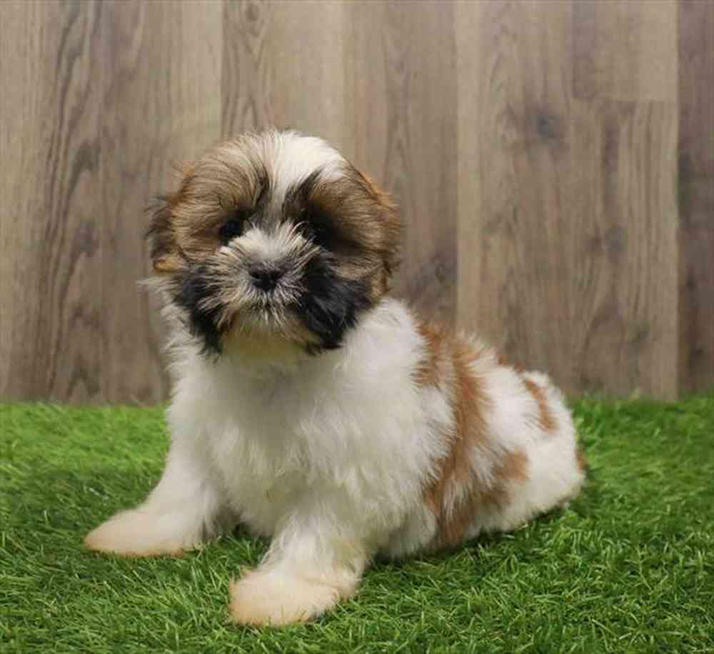 Shih Tzu Puppy for sale Pet Zone Poughkeepsie