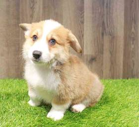 Pembroke Welsh Corgi