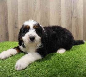 Bernedoodle