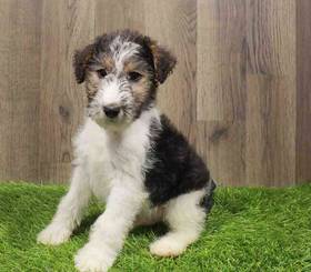 Wirehair Fox Terrier