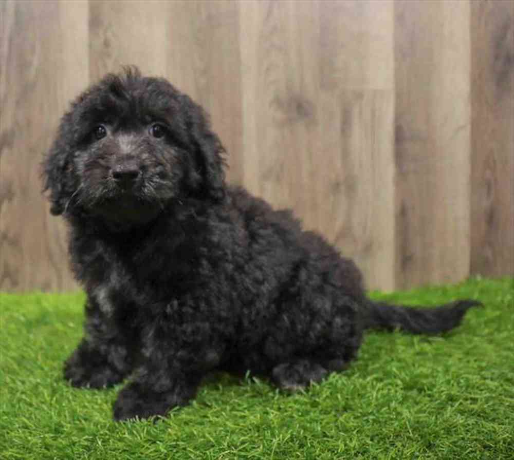 Bernedoodle Mini 2nd Gen Puppy for sale Pet Zone Poughkeepsie