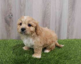 Cavachon