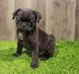 Pug