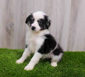 Miniature Australian Shepherd
