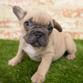 French Bulldog