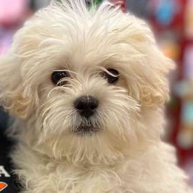 Shizapoo