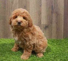 Poodle