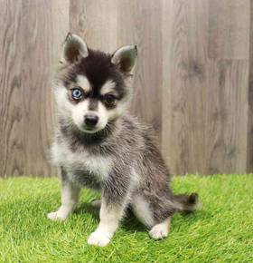 Alaskan Klee Kai
