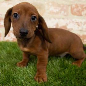 Dachshund