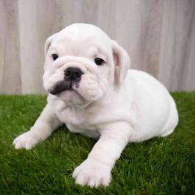 English Bulldog