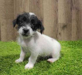 Jack Russell Terrier