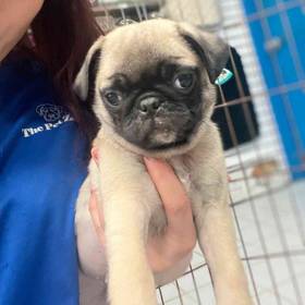 Pug