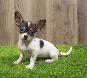 Chihuahua