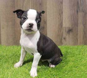 Boston Terrier