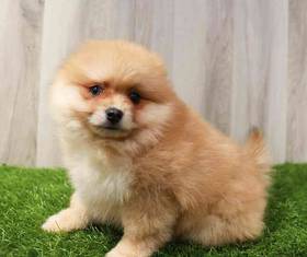 Pomeranian