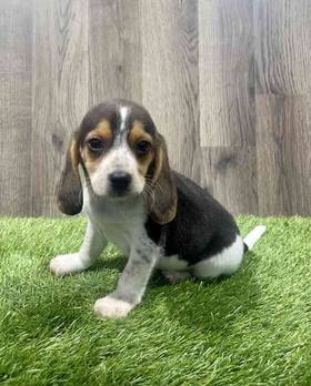 Beagle