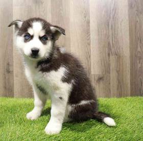 Siberian Husky