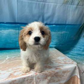 Cavachon