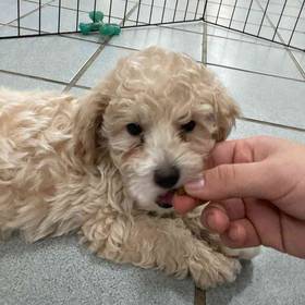 Poodle